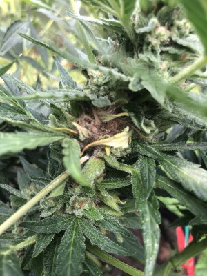 BE495B40-33AD-4C8C-AFC3-9A45DAC33333.jpeg BE495B40-33AD-4C8C-AFC3-9A45DAC33333.jpeg