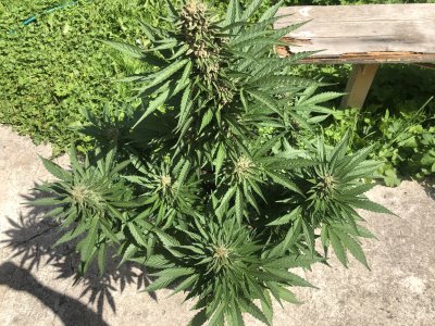 D9CA3412-9C1B-4301-AEAE-E3887D4A0238.jpeg D9CA3412-9C1B-4301-AEAE-E3887D4A0238.jpeg