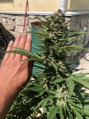 ECADF96D-73DA-4B53-A282-AFF56229B5E9.jpeg ECADF96D-73DA-4B53-A282-AFF56229B5E9.jpeg