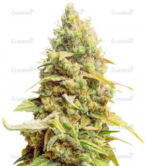 Auto-Johnny-Cage.jpg Auto-Johnny-Cage.jpg