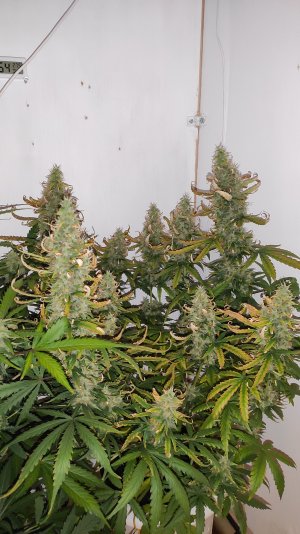 IMG_20220803_002351 — копия.jpg IMG_20220803_002351 — копия.jpg