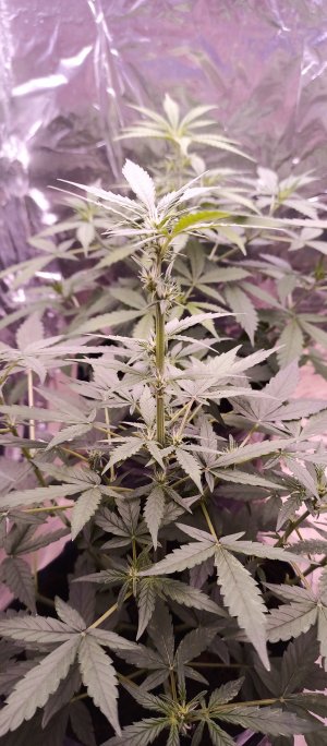 IMG_20220731_153917_933.jpg IMG_20220731_153917_933.jpg