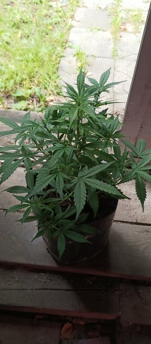 IMG_20220803_155204_959.jpg IMG_20220803_155204_959.jpg