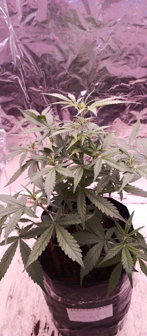 IMG_20220803_155942_922.jpg IMG_20220803_155942_922.jpg