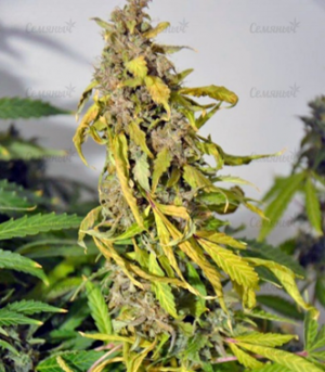 1659550869304.png 1659550869304.png