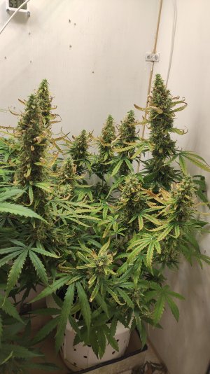 IMG_20220804_071141 caramel.jpg IMG_20220804_071141 caramel.jpg