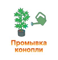 29-Promyvka konopli-100.jpg