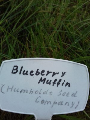 20160609_060226.jpg 20160609_060226.jpg