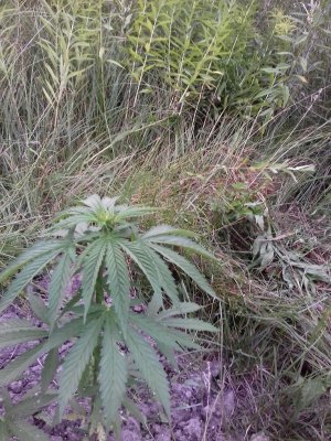 20160609_060600.jpg 20160609_060600.jpg