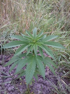 20160609_060700.jpg 20160609_060700.jpg