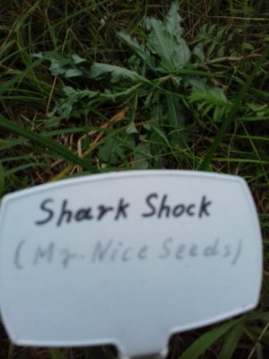 20160609_061412.jpg 20160609_061412.jpg