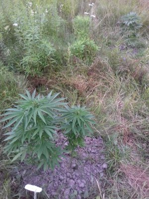 20160609_061702.jpg 20160609_061702.jpg