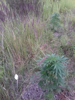 20160609_061856.jpg 20160609_061856.jpg