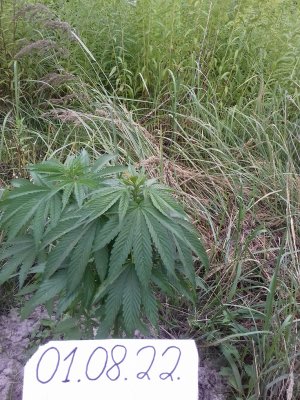 20160609_062429.jpg 20160609_062429.jpg