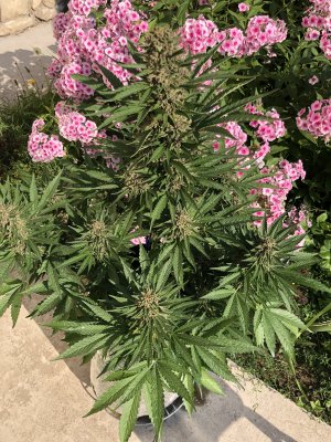 204815BE-0AC0-4B79-9312-22021CEEF5DA.jpeg 204815BE-0AC0-4B79-9312-22021CEEF5DA.jpeg