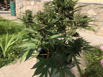 926E938D-4FA7-4B12-ACF1-02084071ADB2.jpeg 926E938D-4FA7-4B12-ACF1-02084071ADB2.jpeg