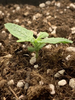 E7A47E62-2DBC-4BC8-A241-897A6F2A48EF.jpeg E7A47E62-2DBC-4BC8-A241-897A6F2A48EF.jpeg