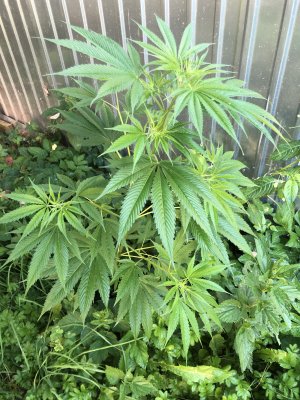 ABABD244-5917-46C3-B0F1-5025704868FC.jpeg ABABD244-5917-46C3-B0F1-5025704868FC.jpeg