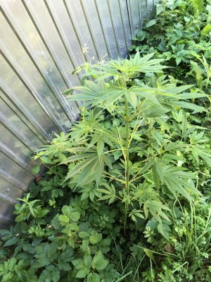 EB295EA1-1EB3-482C-8BE4-7EDFBD874A74.jpeg EB295EA1-1EB3-482C-8BE4-7EDFBD874A74.jpeg