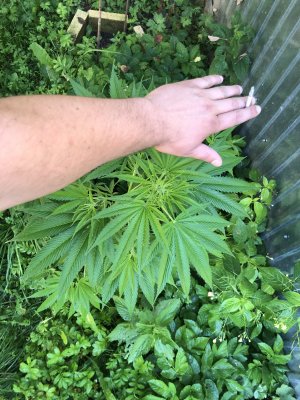 4A1F1DC2-BC2C-4822-B492-7F79321E1466.jpeg 4A1F1DC2-BC2C-4822-B492-7F79321E1466.jpeg