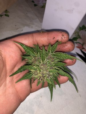 IMG_5771.jpg IMG_5771.jpg