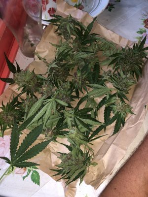 IMG_5772.jpg IMG_5772.jpg