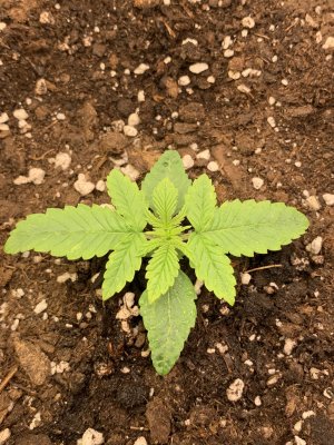 94539F73-DB68-4E38-9A77-5FE1D402D7DF.jpeg 94539F73-DB68-4E38-9A77-5FE1D402D7DF.jpeg