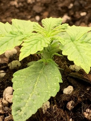 6A4A42E7-7FED-4B48-9599-78878E4F0928.jpeg 6A4A42E7-7FED-4B48-9599-78878E4F0928.jpeg