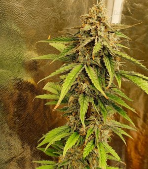 Auto-Amnesia-Lemon-kust-marihuany__fSMTggF8xj5ErccR.jpg Auto-Amnesia-Lemon-kust-marihuany__fSMTggF8xj5ErccR.jpg