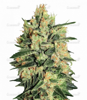 1660135795721.png 1660135795721.png