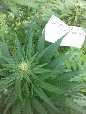 Slurricane IX 20160617_002356.jpg Slurricane IX 20160617_002356.jpg