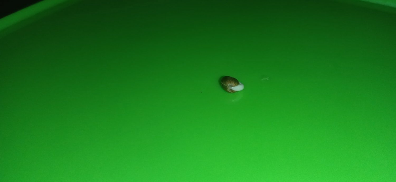 семка2.jpg семка2.jpg