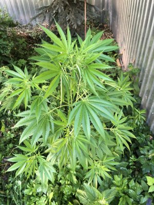 E5CC668A-CB2B-41BA-A141-E7E62C6CC991.jpeg E5CC668A-CB2B-41BA-A141-E7E62C6CC991.jpeg