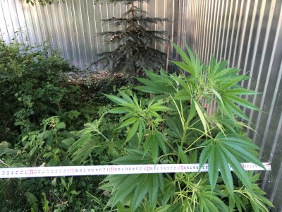 9C8F416D-60C5-4B5A-ACC7-CA892DC2DFE9.jpeg 9C8F416D-60C5-4B5A-ACC7-CA892DC2DFE9.jpeg