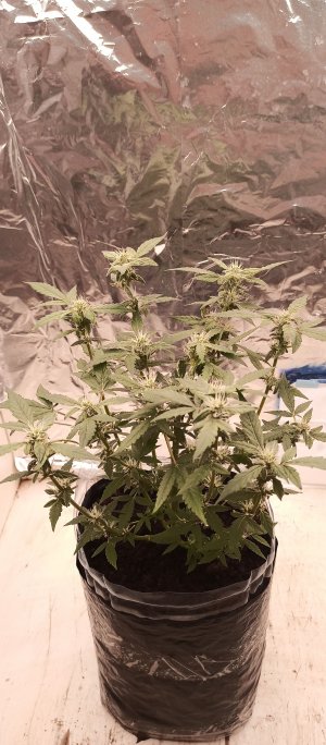 IMG_20220813_205853_770.jpg IMG_20220813_205853_770.jpg