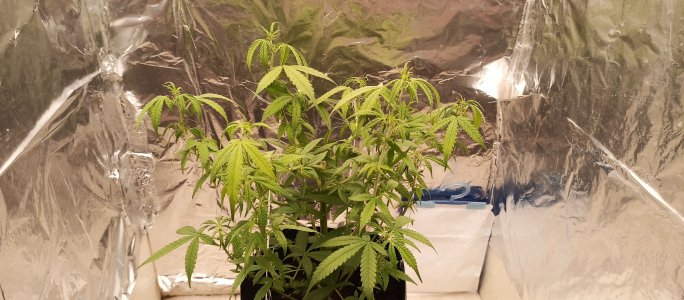 IMG_20220813_205959_667.jpg IMG_20220813_205959_667.jpg