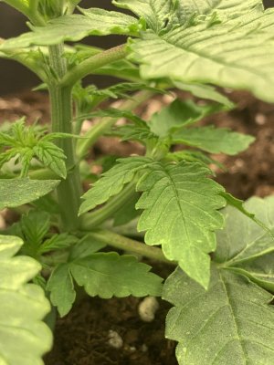 6CC1FBFF-17A5-4DD7-B0BA-B2A8731D052C.jpeg 6CC1FBFF-17A5-4DD7-B0BA-B2A8731D052C.jpeg