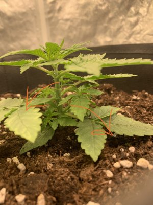 CABF90E1-652F-469E-AD44-DF09A34D63D9.jpeg CABF90E1-652F-469E-AD44-DF09A34D63D9.jpeg