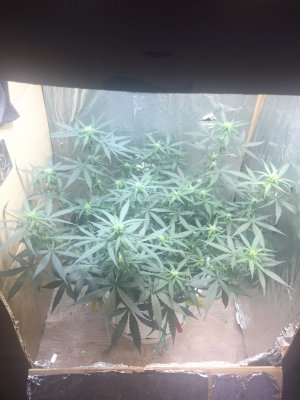 FDA71F03-AE24-44FB-81D5-863788B8748D.jpeg FDA71F03-AE24-44FB-81D5-863788B8748D.jpeg