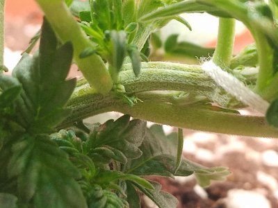 IMG_20220816_174553.jpg IMG_20220816_174553.jpg