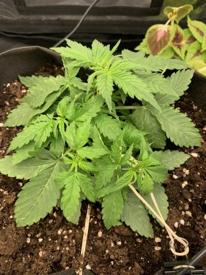 AF8E47DF-7CCB-4E03-8743-ED67BDEB337B.jpeg AF8E47DF-7CCB-4E03-8743-ED67BDEB337B.jpeg