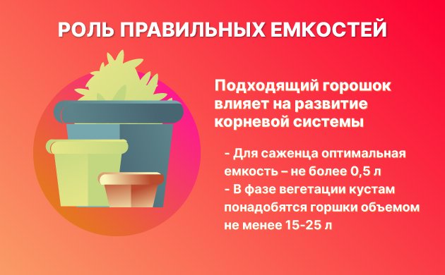 Горшки неподходящего размера Горшки неподходящего размера