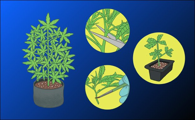 Материнское растение конопли Материнское растение конопли