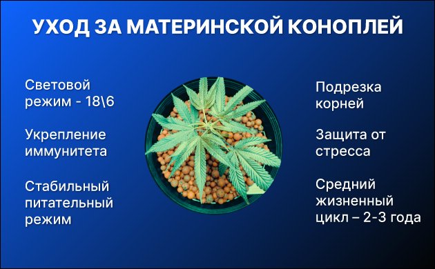 Как ухаживать за материнским растением конопли Как ухаживать за материнским растением конопли