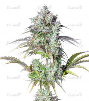 sort-Original-Big-Bud-Auto.jpg