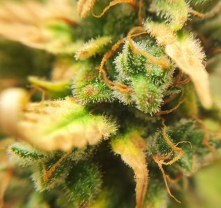 IMG_20220819_181310.jpg IMG_20220819_181310.jpg