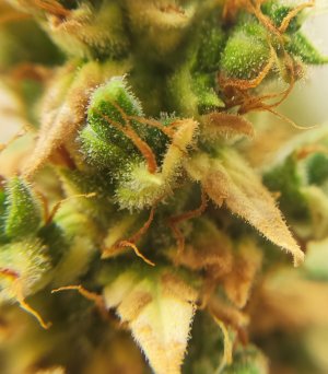 IMG_20220819_181320.jpg IMG_20220819_181320.jpg