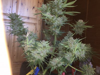 91C35DA2-4214-4742-A9C8-1244FF68D3BA.jpeg 91C35DA2-4214-4742-A9C8-1244FF68D3BA.jpeg