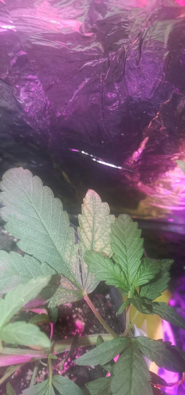 92EB0EBD-B94B-48CB-ABA6-424A7DBFAB24.jpeg 92EB0EBD-B94B-48CB-ABA6-424A7DBFAB24.jpeg