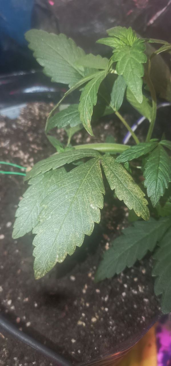 B1C87CDD-2D52-4B5A-A549-3F57FF931754.jpeg B1C87CDD-2D52-4B5A-A549-3F57FF931754.jpeg